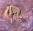 Detailed 2 5cm Complete Starfish Urastella Sp   Devonian  Bundenbach  Germany