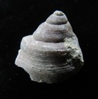 Gastropod-3 4 - Cyclonema Bilix- Ordovician- Cincinnati  Ohio