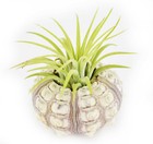 One Real Air Plant In Thai Sea Urchin Shell  2   Beautiful Coastal Beach Decor 