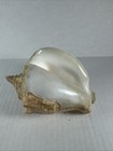 Beautiful Milk Conch Seashell 155 Mm From Old Collection