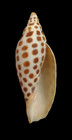 Shell Scaphella Junonia Florida 94 6 Mm