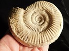Big  111 Million Year Old  White Ribbed Ammonite Fossil With Stand 253gr