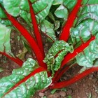 Heirloom Swiss Chard Ruby Red Seeds   100  Seeds   Organic Non-gmo   Grown In Us