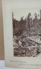 Kuykendall Cabinet Photograph Redwoods Logging Scene Humboldt Cnty California