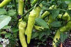 Sweet Banana Pepper Seeds  Non-gmo  Greek Salad  Banana Chili  Free Shipping