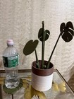 Magnetic Monstera Coasters  Tropical Plant Decor
