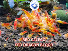 Shrimplive 10 Red Calceo  Red Dragon Blood Freshwater Shrimps Live Guarantee