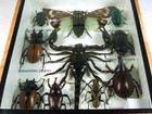 Real Insect Taxidermy Display Framed Box Butterfly Art Entomology Specimens  06