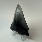 Megalodon Shark Tooth 3 32 Inch Real - Unique Fossil - Authentic - Rare 19598