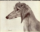 1930s Saluki Print Wall Art Decor Rihan Saluki Art Illustration Print 5120u