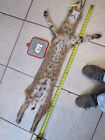 Tanned Bobcat Pelt With Feet Claws Winter Fur Animal Good Leather New Shippment