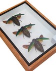 3 Real Jewel Beetles Sternocera Aequisignata Insect Taxidermy  In Wooden Box