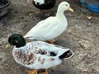 Sale-  1 2 Dozen  - Fertile- Call Duck Eggs For Hatching-