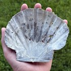 Pretty 5 75    Fossil Scallop Seashell Chesapecten Va Megalodon Era Beach Decor