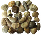 26 Unpolished Michigan Fossils - Petoskey - Chain - Favosite - 5 75 lb - 2 68kg