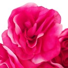 Hot Pink White Artificial Roses 30 Stems 12in Long Fluffy Wedding Floral Crafts