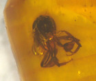Superb True Bee With Amber Globule In Dominican Amber Fossil Los Cacaos Mines