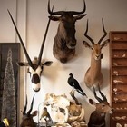 6 Pack European Mount Skull Hanger deer Skull Mount Hanger