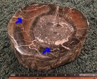 13 75 Lb Chunk Of 7 5  X 5  X 5 5  Brown  Black   White Petrified Wood
