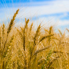 Wheat Seeds   Hard Red Winter   Organic   Bread   Strong   Grain   Garden