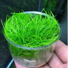 21 Stems Of Aquarium Plants Live  Dwaft Hairgrass Grass Plants Live  Live Aquari