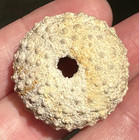Very Rare Fossil Sea Urchin Suwannee County Florida River Echinoid Echinoidea 