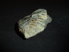 Unknown Fossil  From Curisitu Cabinet From An Esthete