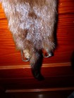 Beautiful Tanned Wild Mink Fur Pelt Skin Taxidermy 4 Feet Claws  Native Craft 2