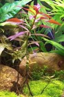 Ludwigia Peruensis Bunch Red Glandulosa Live Aquarium Plants Buy2get1free