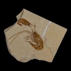 1 9  Fossil Shrimp Carpopenaeus Cretaceous Age 100 Mil Yrs Old Lebanon Coa