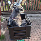 Dog Bike Basket For Rear Rack     Heavy-duty Pet Bike Carrier With Liner  Safety L