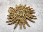 Mexican Sun Star Heliaster Kubiniji  1 Starfish Approx  4  Inches 