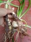 3 Bulbs Amaryllis Lily Hippeastrum Striatum Barbados Lily Red Flowering Plant