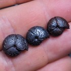 Goniatite Fossil Hematite Morocco Devonian 3 Pcs 12-15 Mm Lot 3490