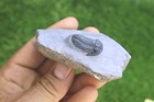  Nice Gerastos Trilobite Fossil Trilobites Rock Fossils From Morocco Trilobite