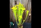 Sarracenia Flava Maxima Sussex Co   Va  Mature Single Growths