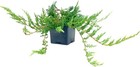 Juniper Bar Harbor   4 Inch   Juniperus Horizontalis   Groundcover