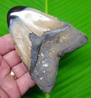 4 50    Megalodon Shark Tooth Real Fossil No Restorations Sharks Teeth