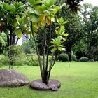 Tree Watering Bag 15 Gallons Irrigation For Shrub Slow Release