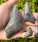 Fossil Megalodon Sharks Teeth Lot Of 5 South Carolina Shark Tooth