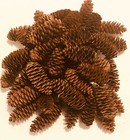 75 White Spruce Pine Cones Natural Medium 1 1 4  - 2 1 2   5 8 - 3 4  W  Crafts