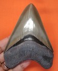 Megalodon Shark Tooth - Real Fossil - Almost 4  - Shark Teeth - No Restorations