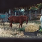 Slow Hay Feeder Horse Hay Storage Pouch Bag For Feeding Horse Goat Hay Bags