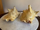 2 Vintage Conch Sea Shells 8    7  Aquarium Table Top Decoration