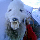 Vintage Native American Hand Made  skull   Hoof  Medicine Stick Spirit Shaman
