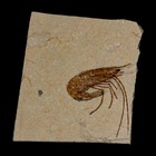 1 1  Fossil Shrimp Carpopenaeus Cretaceous Age 100 Mil Yrs Old Lebanon Coa