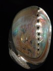 620 Haliotis Holzneri 146 2mm Top Grading Important Natural Seashell Rare Beauty