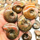 Natural Iridescent Ammonite Ammolite Facet Specimen Fossil Crystal Madagascar 
