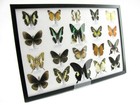 20 Beautiful Butterfly Butterflies In Showcase - Framed - Real - A-20-madam-02