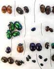 Set Chrysomelidae Chrysomelinae 79 Pieces Leaf Beetles From Ukraine